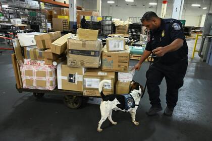 El operativo se realizó con apoyo de rayos X y perros entrenados