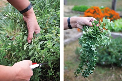 El orégano se debe podar en plena floración para que vuelva a brotar. Las ramas cortadas se dejan deshidratar en un lugar aireado