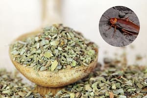 El orégano, un antídoto para combatir a las cucarachas