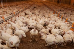 Detectaron un caso de gripe aviar en aves de corral y el Gobierno suspendió exportaciones