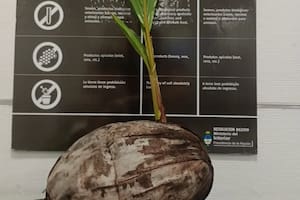 Encontraron un coco germinado en una valija y un organismo sanitario alertó sobre un peligro