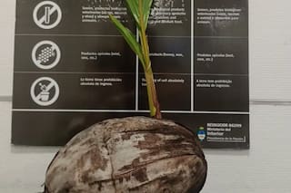 Encontraron un coco germinado en una valija y alertan sobre un peligro