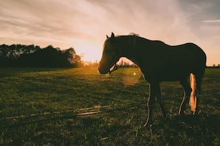 Se declaró la emergencia sanitaria por el temible virus de Encefalomielitis equina