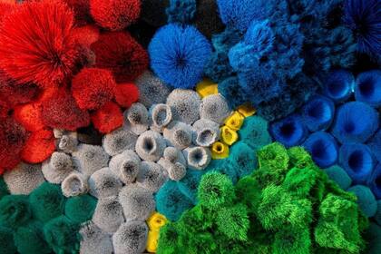 El origen de las especies, instalación realizada con escobillones, en Praxis (detalle, 2018)