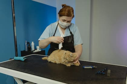 Día del Veterinario: por qué se celebra hoy y frases para compartir