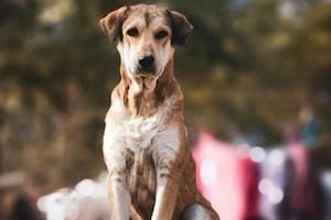 El origen del nombre Firulais tiene dos versiones que nacen en México