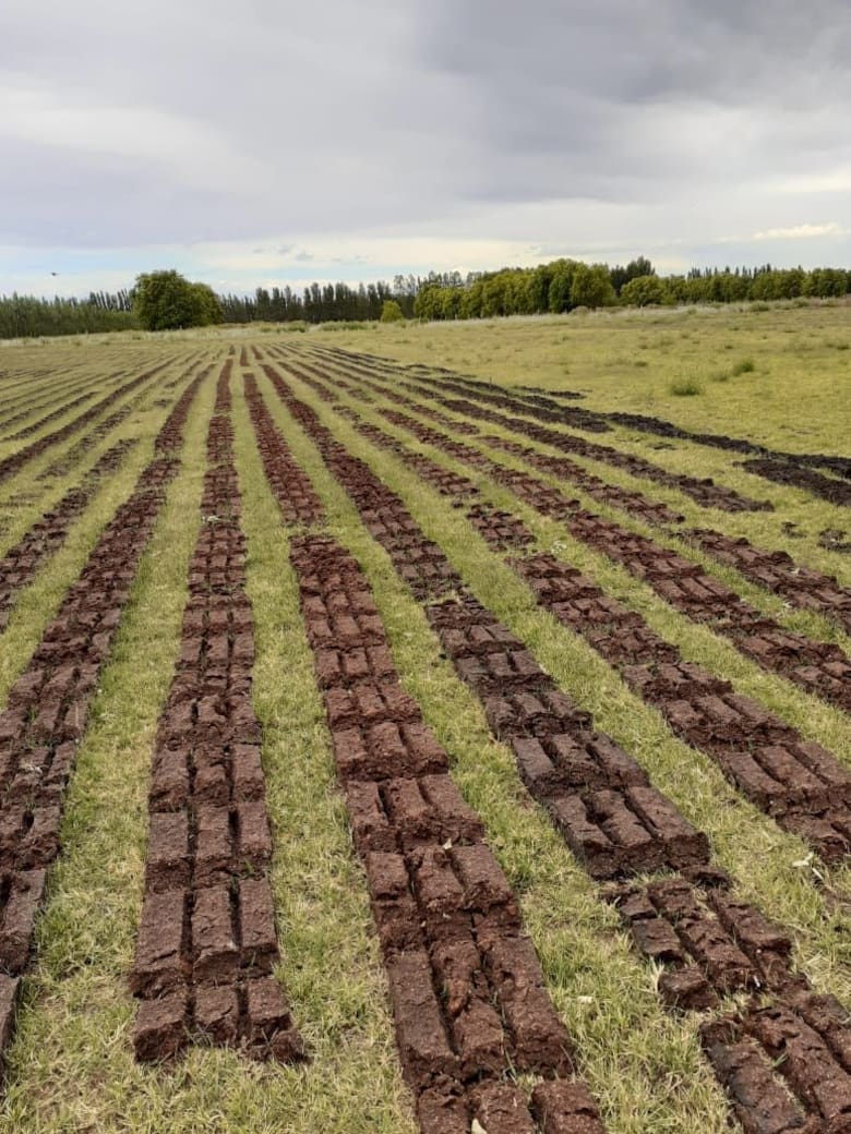 Es Argentino y sorprendió a todos al llevar un tradicional cultivo al corazón del desierto del Sáhara