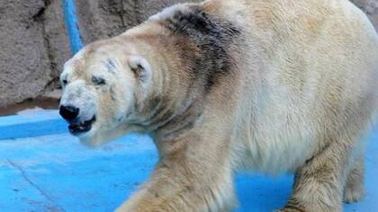 El oso Arturo fue enterrado en el Zoológico provincial de Mendoza
