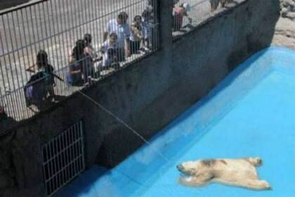 El oso Arturo, sofocado en el zoo de Mendoza