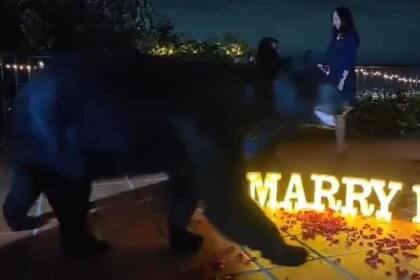 El oso atravesó la escena de la propuesta de casamiento y luego trepó por una pared y se fue