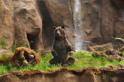 El oso Atze, en su nueva casa
