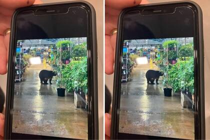 El oso, captado por un trabajador de la tienda