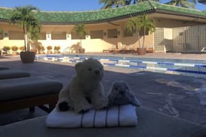 Las vacaciones de lujo del oso de peluche que se olvidó un chico en un hotel