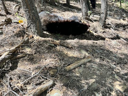 El oso fue asesinado en el lugar por un testigo, que intentó defender al hombre mientras pedía ayuda