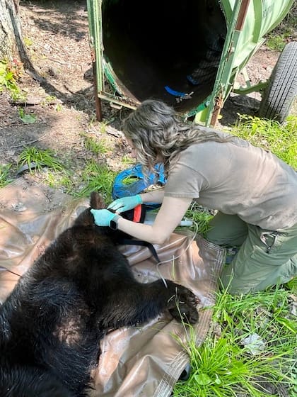 El oso fue liberado en la misma propiedad donde fue capturado