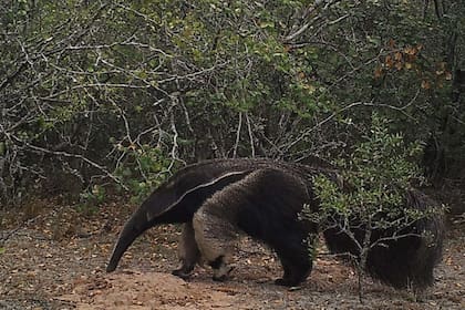 El oso hormiguero en el Chaco, un indicador de biodiversidad