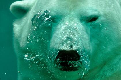 El oso negro es una especie común en California que se suele encontrar con humanos en distintas situaciones