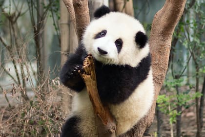 El oso panda es una de las especies en peligro de extinción