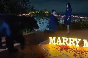 Increíble: un oso interrumpió una propuesta de casamiento en México