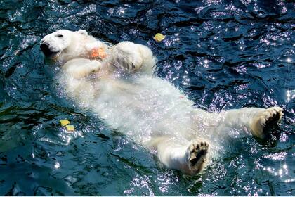 El oso polar "Milana" se refresca en su pileta en el zoológico de Hannover, en el norte de Alemania, donde las temperaturas alcanzaron hoy los 33 grados centígrados