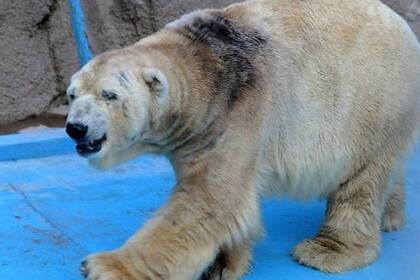 El oso polar Arturo se encuentra en delicado estado de salud