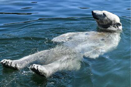 El oso polar Nanook toma un baño durante un caluroso verano en el zoológico de Gelsenkirchen, Alemania