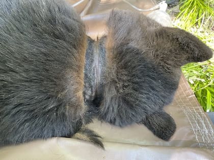 El oso tenía cicatrices y una infección en el cuello a causa de la tapa