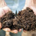 Lo más importante del jardín en otoño ocurre donde nadie mira