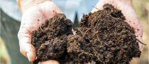 Lo más importante del jardín en otoño ocurre donde nadie mira