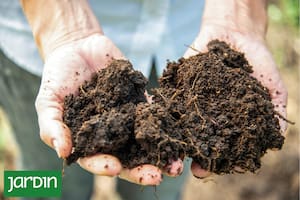 Lo más importante del jardín en otoño ocurre donde nadie mira
