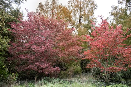 El otoño escribe su propio diseño natural en jardines, patios y terrazas