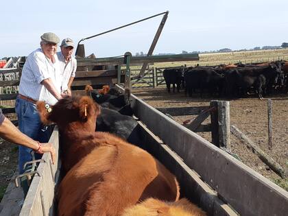 El otro elemento que caracteriza a la actividad es la poca estructura que tienen los campos de cría: "Es un desafío cuando se quiere inseminar todo el rodeo y los potreros son de 500 hectáreas y la manga está tres leguas"