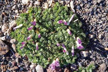 El Oxalis adenophylla se encuentra desde Mendoza hasta Santa Cruz. Crece en suelos pedregosos de montaña y es una planta delicadísima, con hojas compuestas por 10 a 20 folíolos y flores de color rosado liláceo.