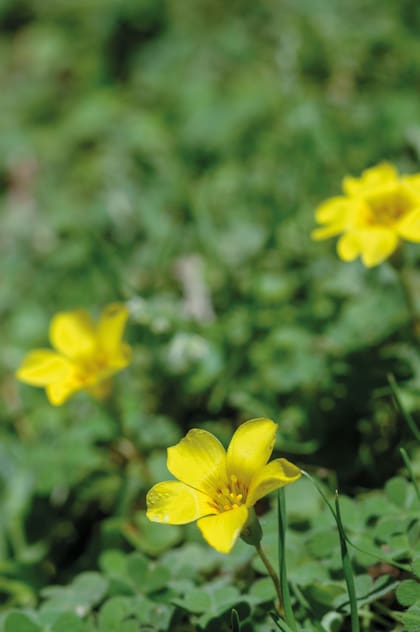 El Oxalis conorrhiza, el “macachín amarillo”, también es nativo. Es una planta que suele formar “alfombras” muy bajas, matizadas con florcitas amarillas con marcas de néctar rojas en el centro.