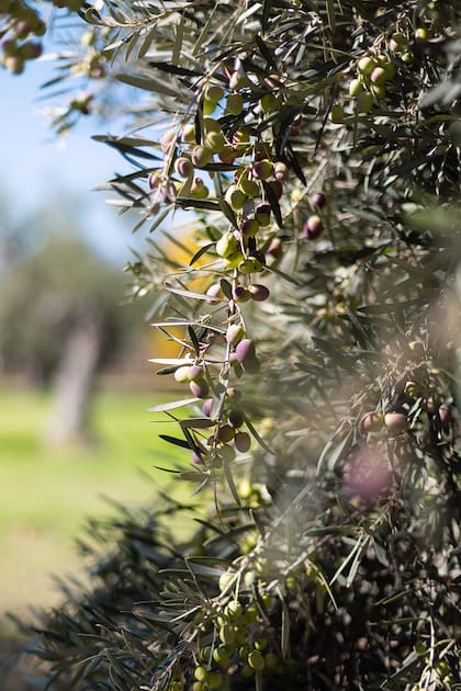 El oxígeno, la luz y el calor son los tres factores que deterioran al aceite de oliva.