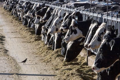 El paciente fallecido en México se habría contagiado por consumir leche no pasteurizada de una vaca infectada