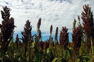 Sorgo. Con foco en China, el cultivo tiene todo para explotar su potencial