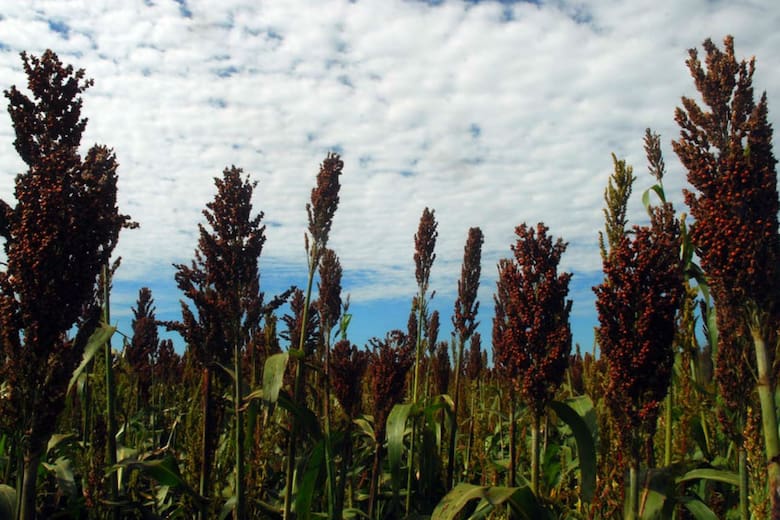 El sorgo argentino gana protagonismo en China y desplaza a Estados Unidos como proveedor clave