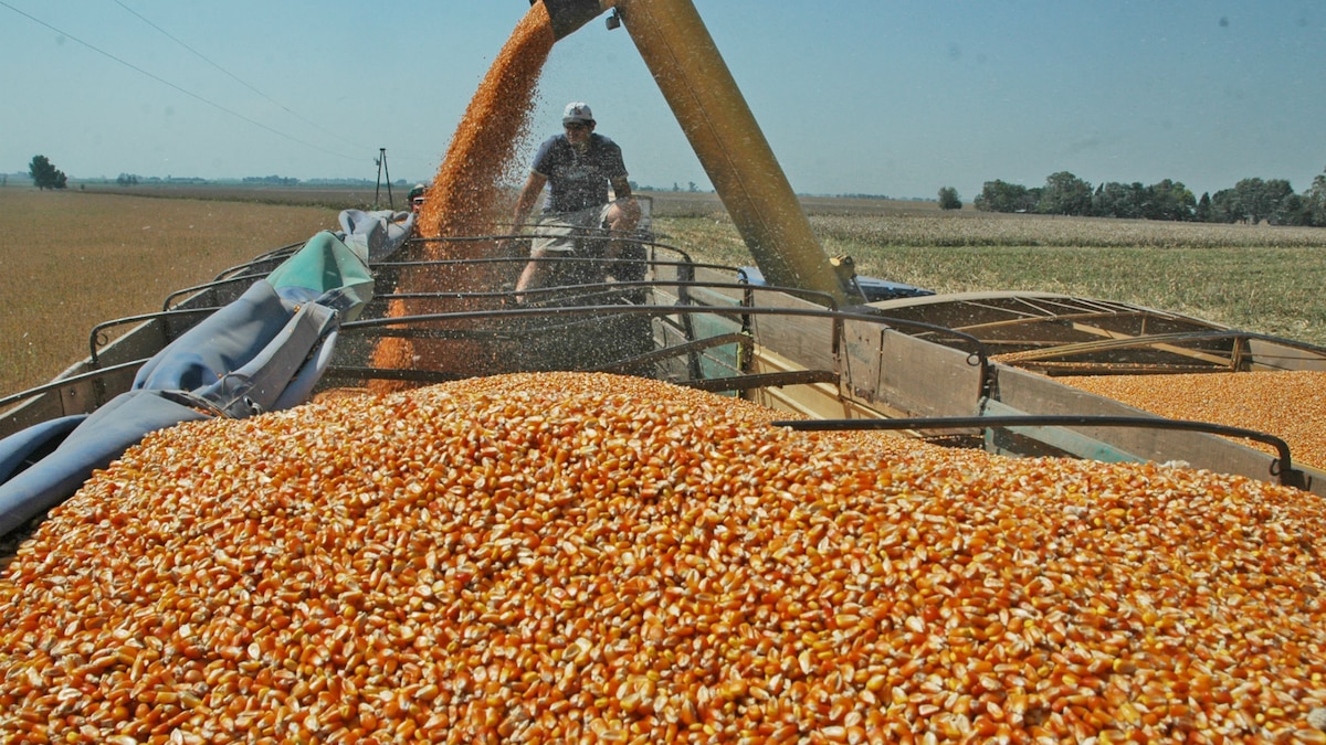 La sequía no da tregua y hace caer la producción de maíz en cuatro ...