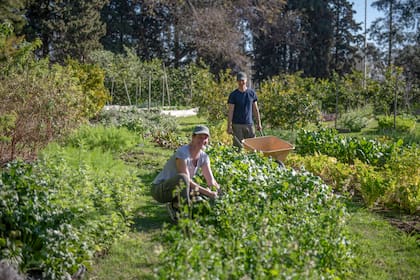 El “paisaje alimenticio” de la huerta de Mezcla en plena producción. Los cultivos se van programando con meses de antelación
junto con los cocineros