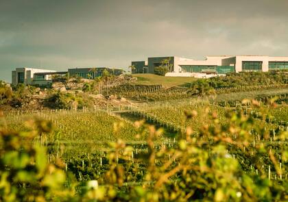 El paisaje de Bodega Garzón en José Ignacio
