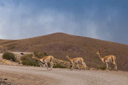 El paisaje salteño, codiciado para los que disfrutan recorrer el interior del país