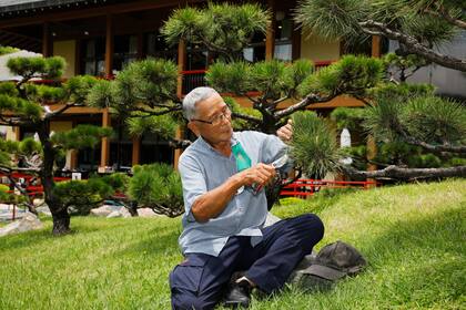 El paisajista japonés Minoru Tajima de 80 años trabaja en el Jardín Japonés de la Ciudad