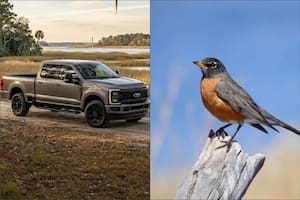 Compró una camioneta Ford F-250 en EE.UU., pero le prohíben moverla porque un ave protegida hizo un nido en su rueda