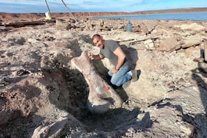 Por la bajante de un lago, hallaron los restos de un dinosaurio gigante