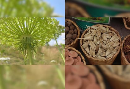 El palillo bereber, extraído de la planta medicinal Ammi Visnaga, sigue dándole pelea a su rival histórico el cepillo de dientes