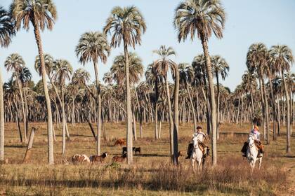 El palmar, provincia de Entre Ríos.