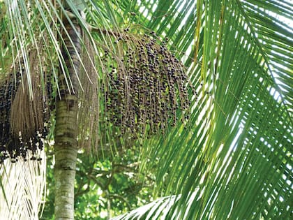 El palmito es una palmera de tronco delgado y alto (entre 15 y 25 m); las hojas, que son muy numerosas, flexibles y colgantes, se disponen de forma alterna y pinnada. La pulpa de sus frutos se utiliza en diversas elaboraciones, como helados o jugos.