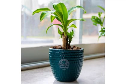 El Palo de agua atrae la prosperidad, según el Feng Shui