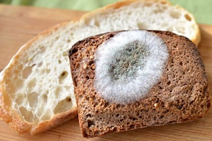 El pan es uno de los alimentos que más se contaminan con moho